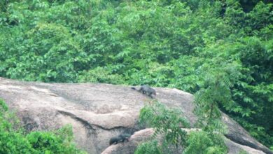 Protect Green Spaces: Activists Urge Telangana Government to Halt Gachibowli Forest Auction