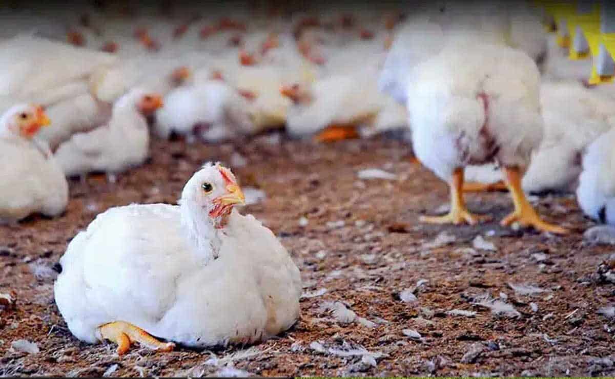 Telangana on High Alert: Bird Flu Outbreak Kills Thousands of Chickens!