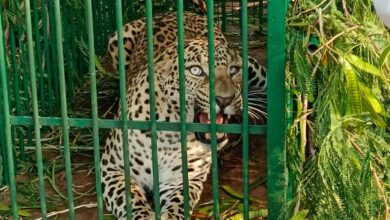 Leopard Trapped at ICRISAT Campus in Patancheru by Forest Officials