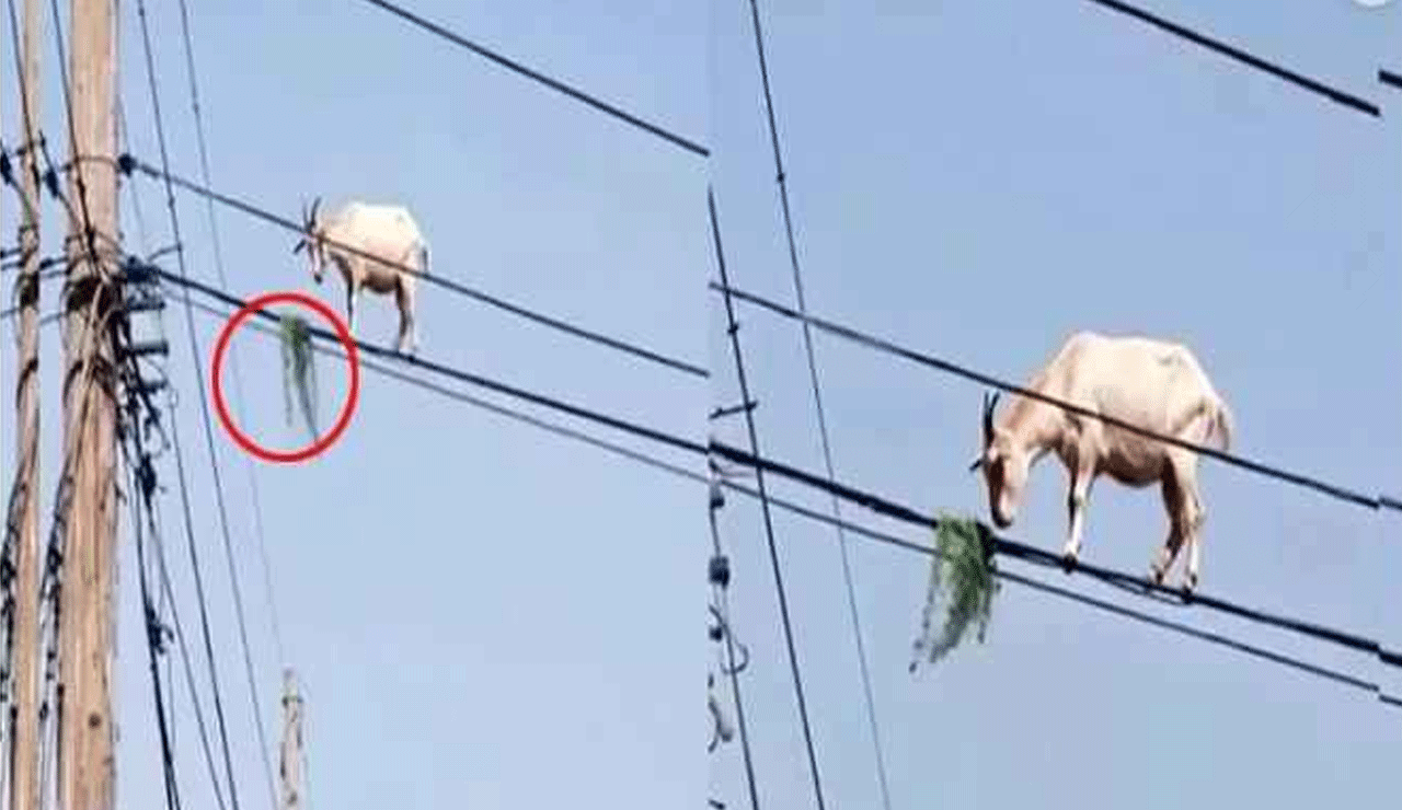 Viral Goat: How Did It Get There? Goat Seen Grazing on Electric Wires Shocks the Internet (Watch Video)