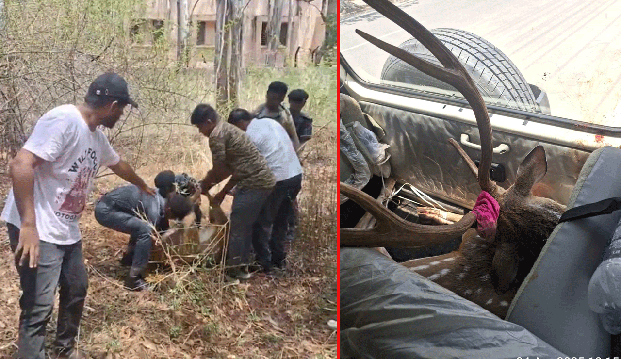 Stray Dog Attacks Deer on University of Hyderabad Campus, Students Rush to Rescue