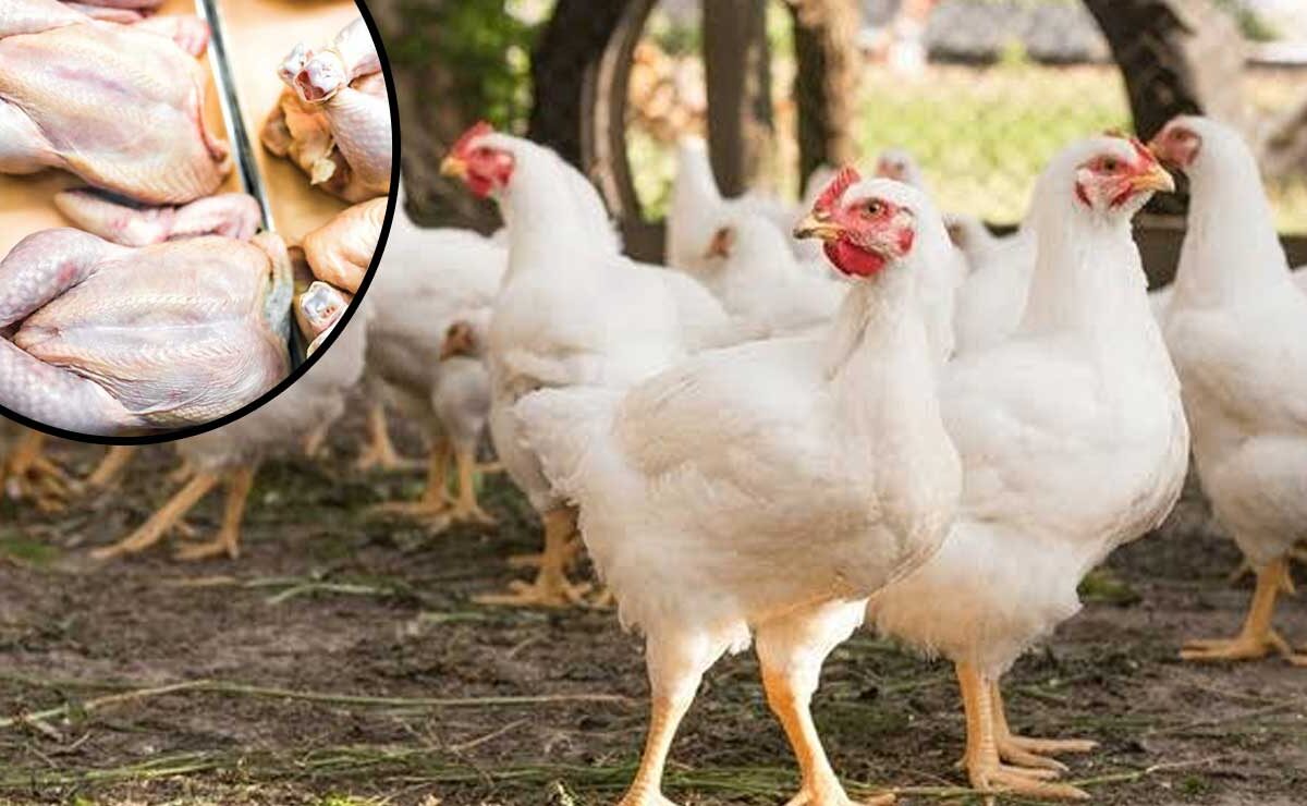 Shocking Rise in Chicken Prices in Telangana: A Blow to Consumers Amid Inflation!