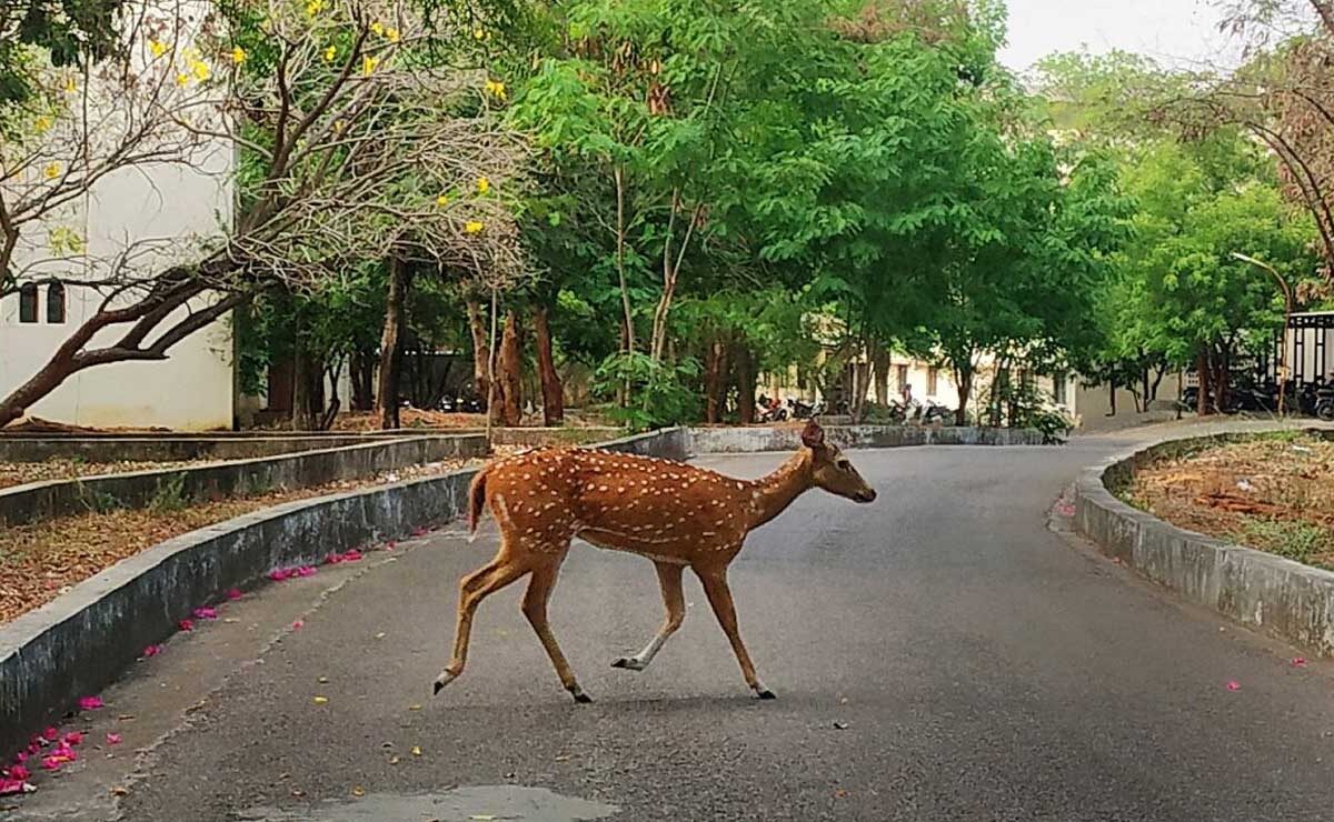 Spotted Deer Dies After Falling into Lake on Hyderabad University Campus