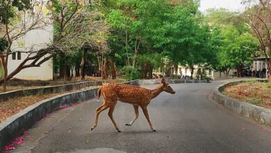 Spotted Deer Dies After Falling into Lake on Hyderabad University Campus