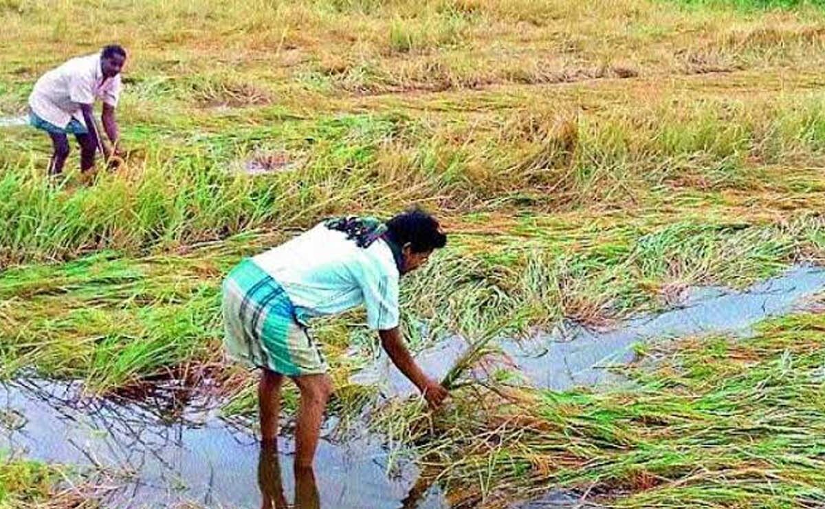 Telangana Crops Suffer Extensive Damage Due to Unseasonal Rains