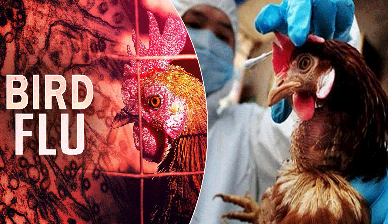 India Strengthens Battle Against Bird Flu with New Three-Pronged Strategy