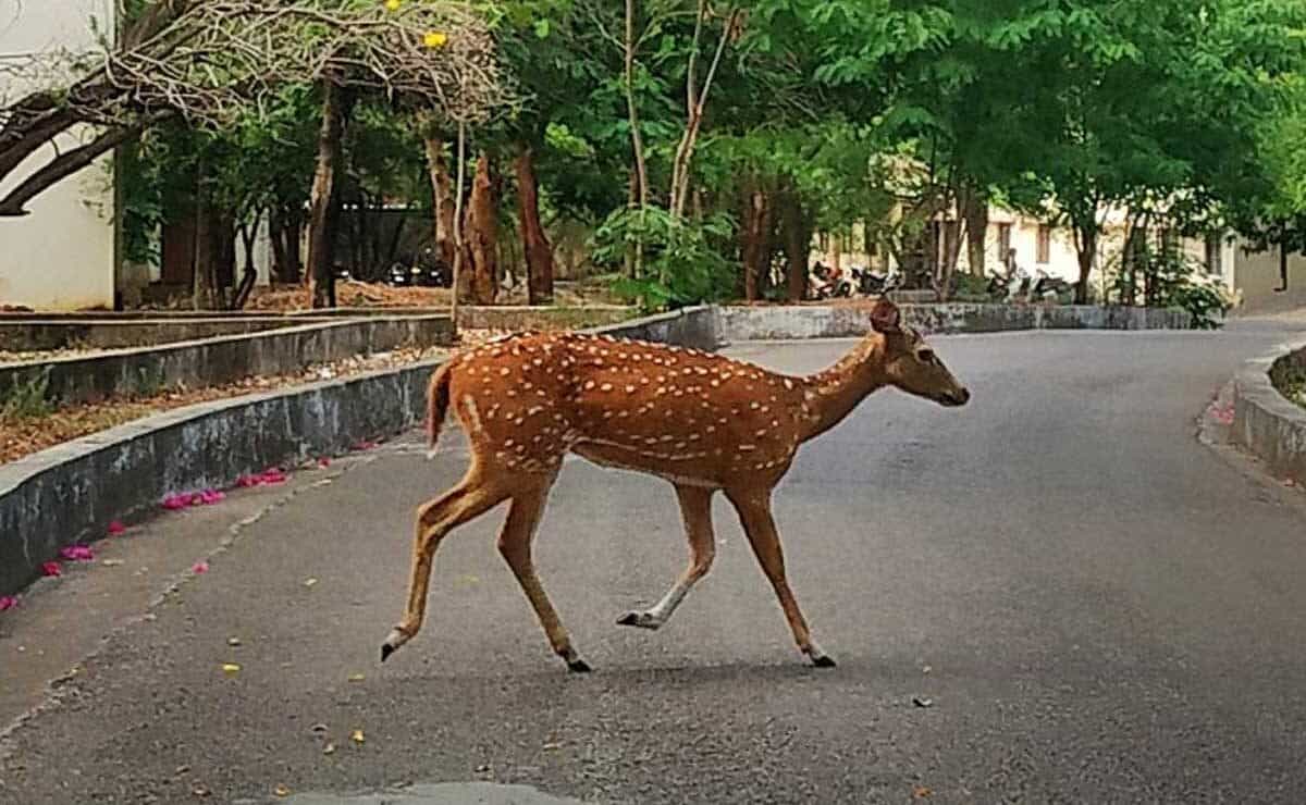 Deer Injured in Poaching Incident at Hyderabad Central University