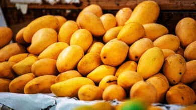 Mango Farmers in Telangana Face Devastating Losses as Weather Chaos Cuts Yields Drastically