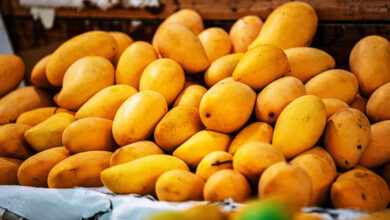 Hyderabad: Mango Prices Drop as Supply Increases