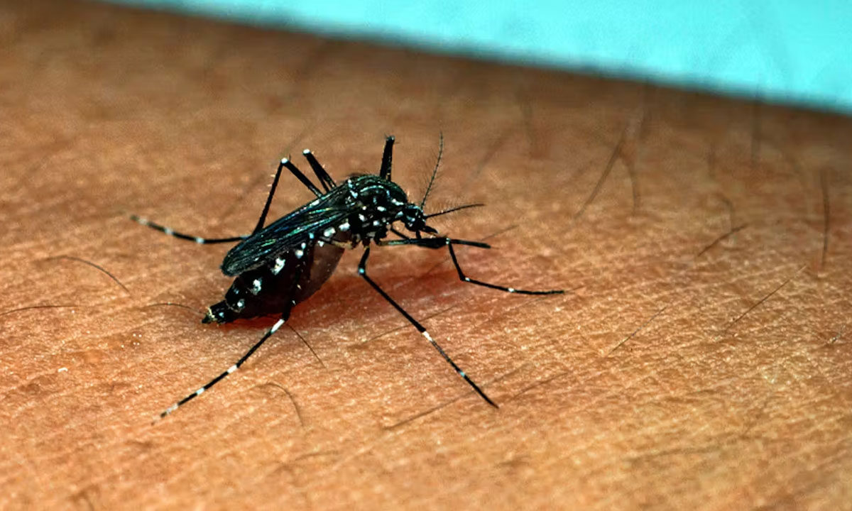 Telangana Sees Record Spike in Chikungunya, Dengue Cases