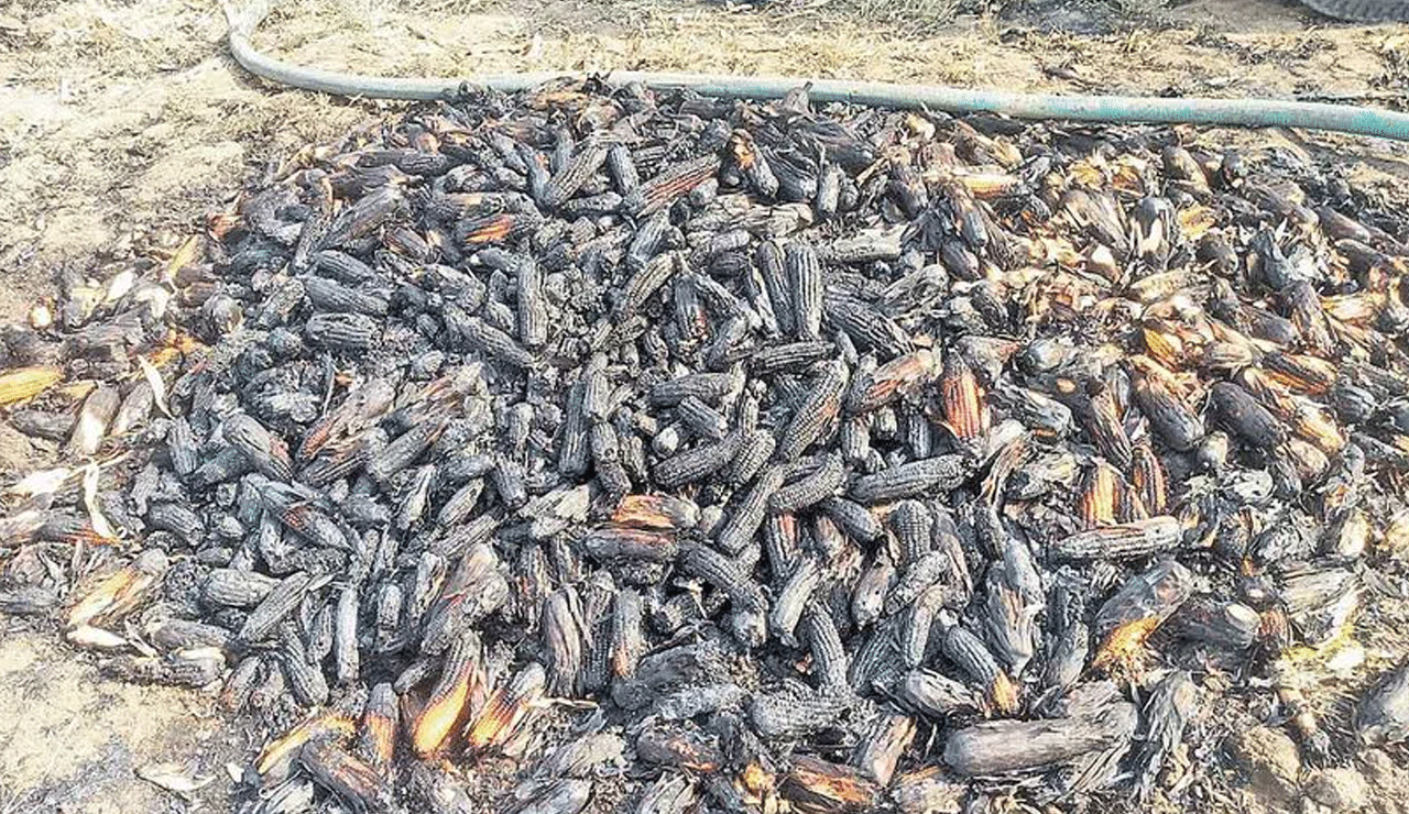 Telangana | Heartbreak for Tenant Farmer: Sets Paddy on Fire Over Low Market Price