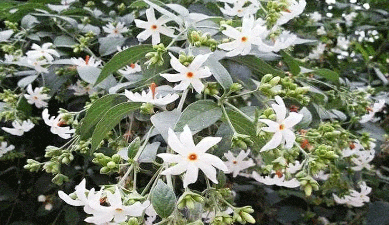 Parijat Plant Health Benefits That Will Surprise You – From Indigestion to Joint Pain and More!