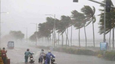 Sudden Rain and Winds Damage Mango Crops: Is Nature Turning Hostile?