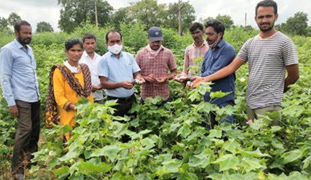 Unseasonal Rains Damage Damage' Crops: Paddy Soaked in Fields