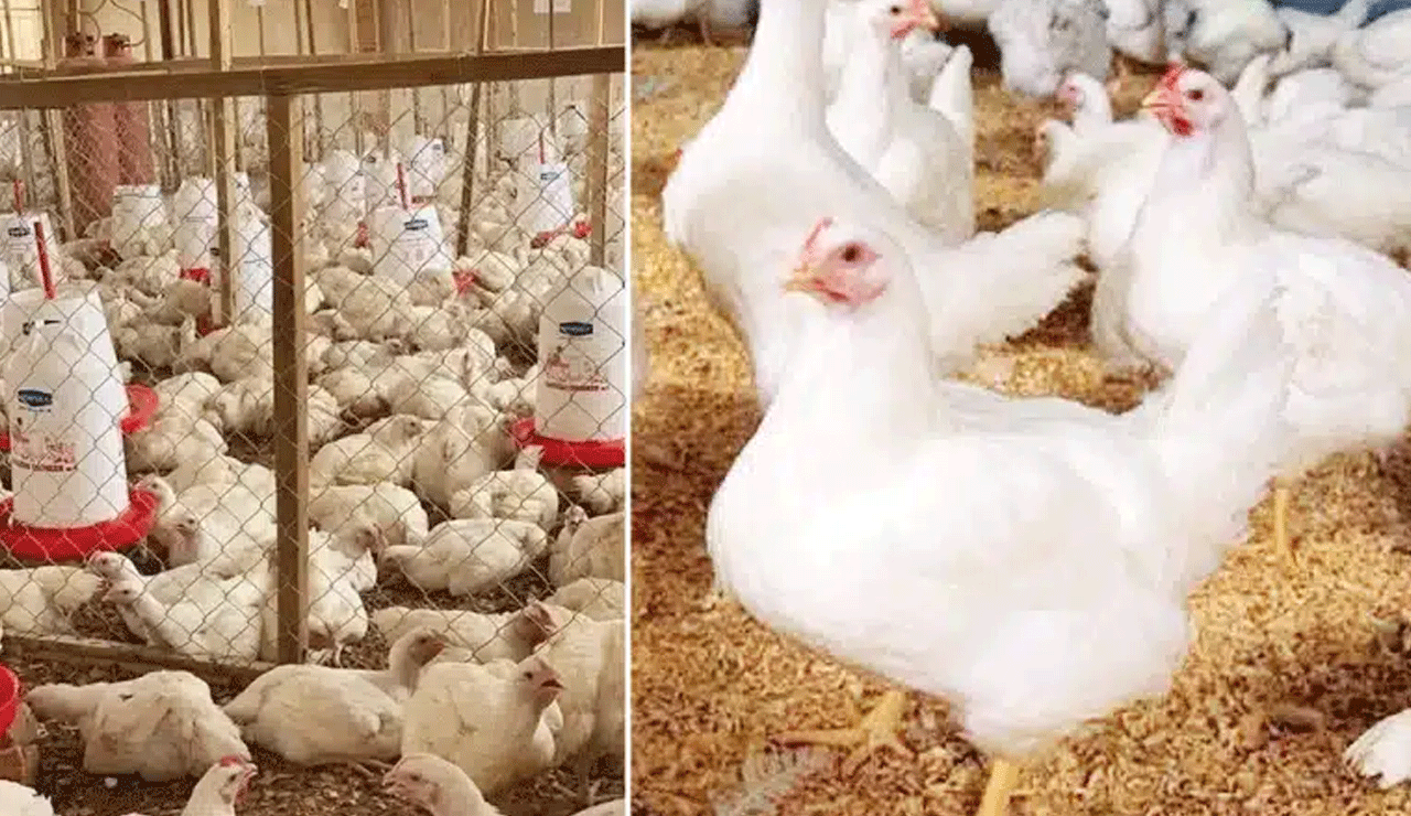 Chicken Prices Skyrocket: Can Meat Lovers Afford It Anymore?