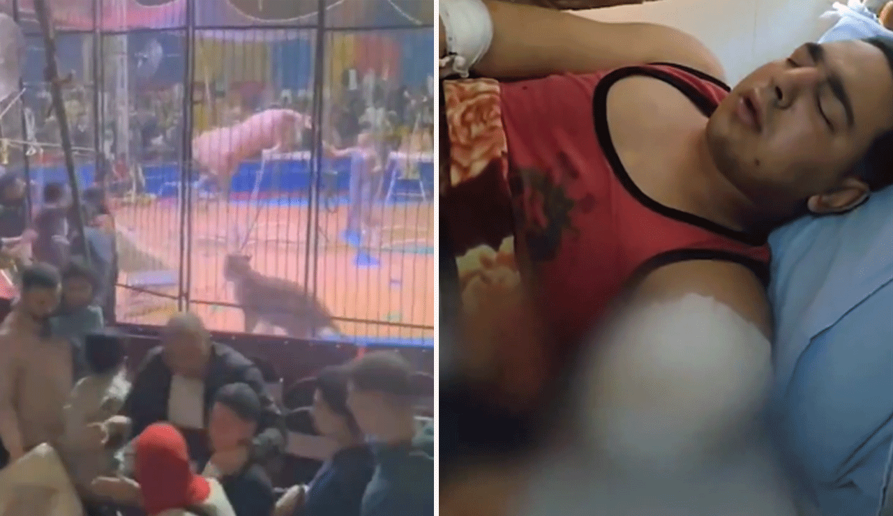 Watch Horrifying Lion Attack on Trainer in Live Circus Show: Left Arm Amputated