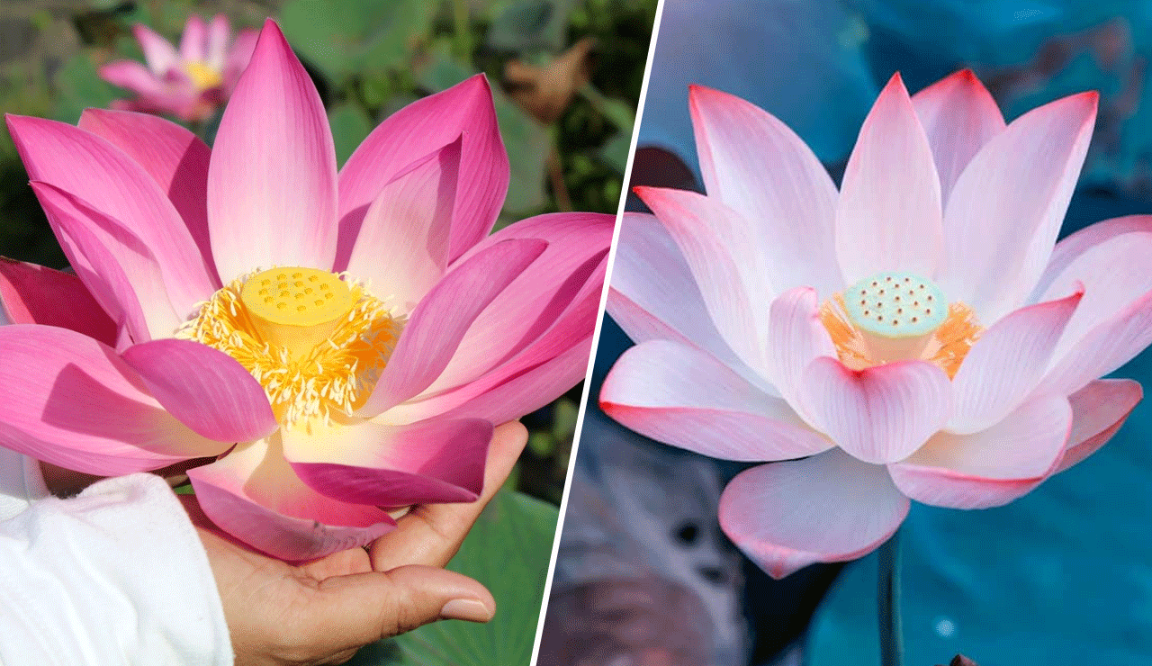 This Magical Flower Changes Color 3 Times a Day—And You Can Grow It at Home!