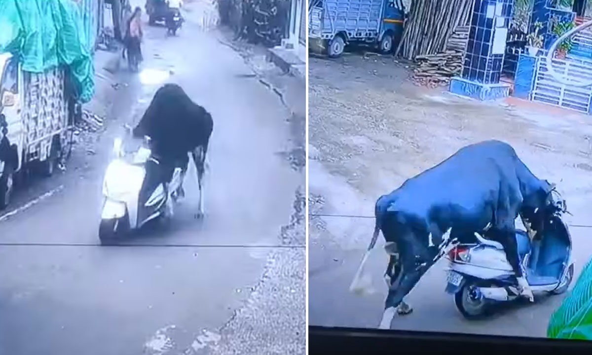Bull Rides Scooter in Bizarre Viral CCTV Clip