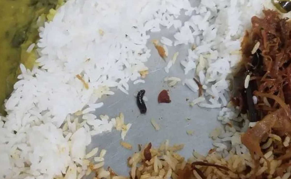 Hyderabad Horror: Insect in JNTU Girls Hostel Dinner Sparks Student Outrage