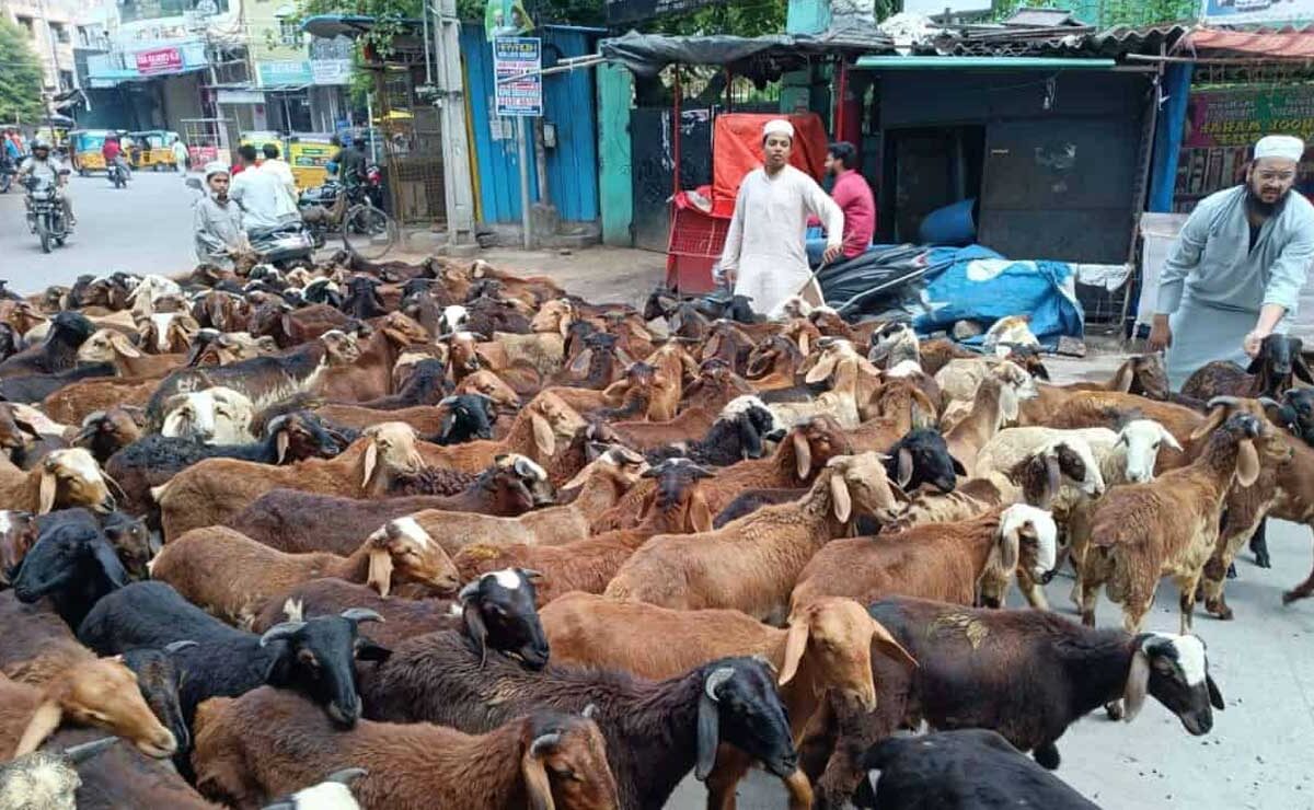 Hyderabad: Qurbani Animal Prices Surge Ahead of Eid al-Adha 2025