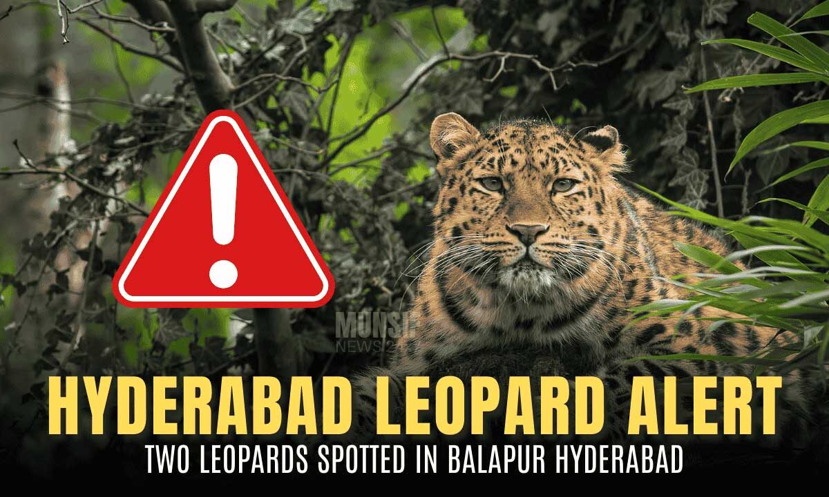 Forest department teams conduct search operations near RCI Campus in Balapur after confirmed leopard sightings. (Representative Image)