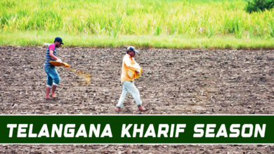 Telangana Kharif Season in Crisis Due to Poor Rainfall and Water Shortage