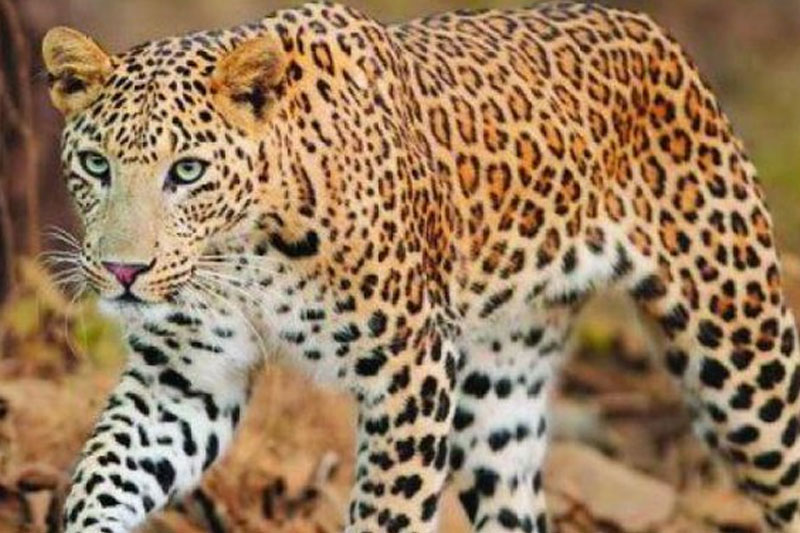 Leopard Sighting Near RCI Campus Balapur Hyderabad, Triggers Fear Among Locals