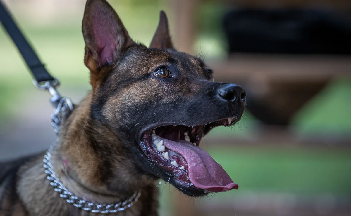 Karnataka Sees 2.3 Lakh Dog Bite Cases, 19 Rabies Deaths in Just 6 Months