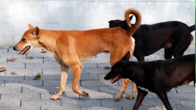 SC modifies earlier directions on stray dogs; orders their release post sterilisation, immunisation