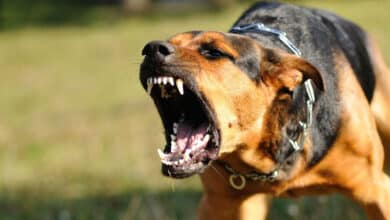 Telangana Dog Bites On the Rise: 1.2 lakh Cases, 14 Incidents per Hour Reported
