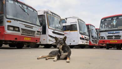 Animal activists urge police protection for feeders as tensions rise over stray dogs