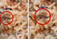 Food Safety Alert: Cockroach Found in Biryani at Arabian Mandi Sparks Outrage in Hyderabad