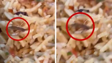Food Safety Alert: Cockroach Found in Biryani at Arabian Mandi Sparks Outrage in Hyderabad