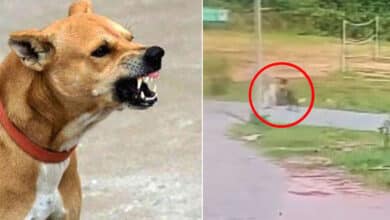 6-Year-Old Mauled by Stray Dogs Inside School Campus, Parents Demand Action