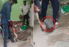 Bahadurpura: Presence of Snake in MO Colony Creates Panic Among Residents