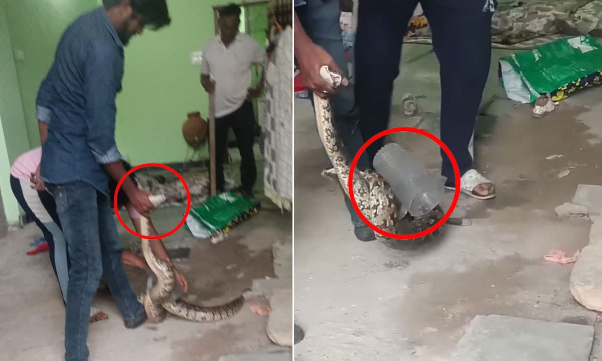 Bahadurpura: Presence of Snake in MO Colony Creates Panic Among Residents