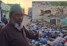 Wadi Saleheen Residents Suffer Amid Garbage Heaps, Stray Dogs, Demand Urgent Action