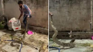 Rock Python Rescued Safely Near City College
